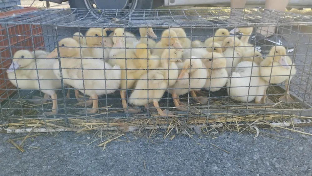 Слаба потражња за пачићима