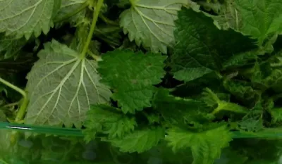 Čaj koji čisti jetru i bubrege, pomaže kod nesanice i visokog krvnog pritiska