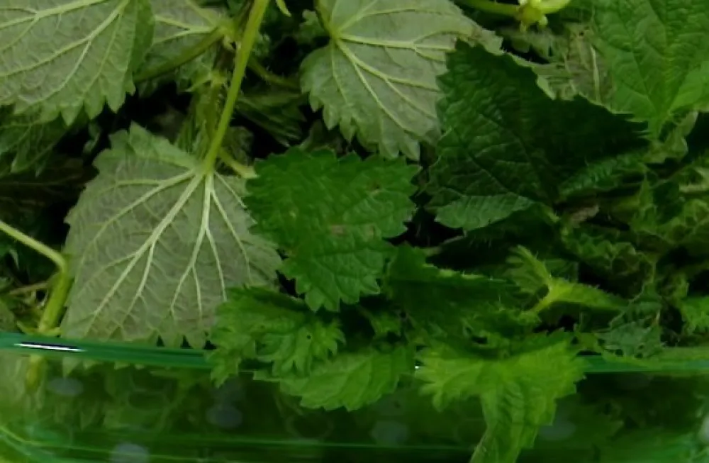 Čaj koji čisti jetru i bubrege, pomaže kod nesanice i visokog krvnog pritiska