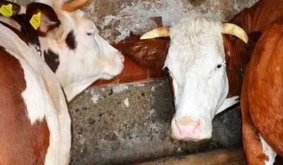 Inspektori kreću u kontrolu restorana, meso u mesarama na sjeveru bez parazita