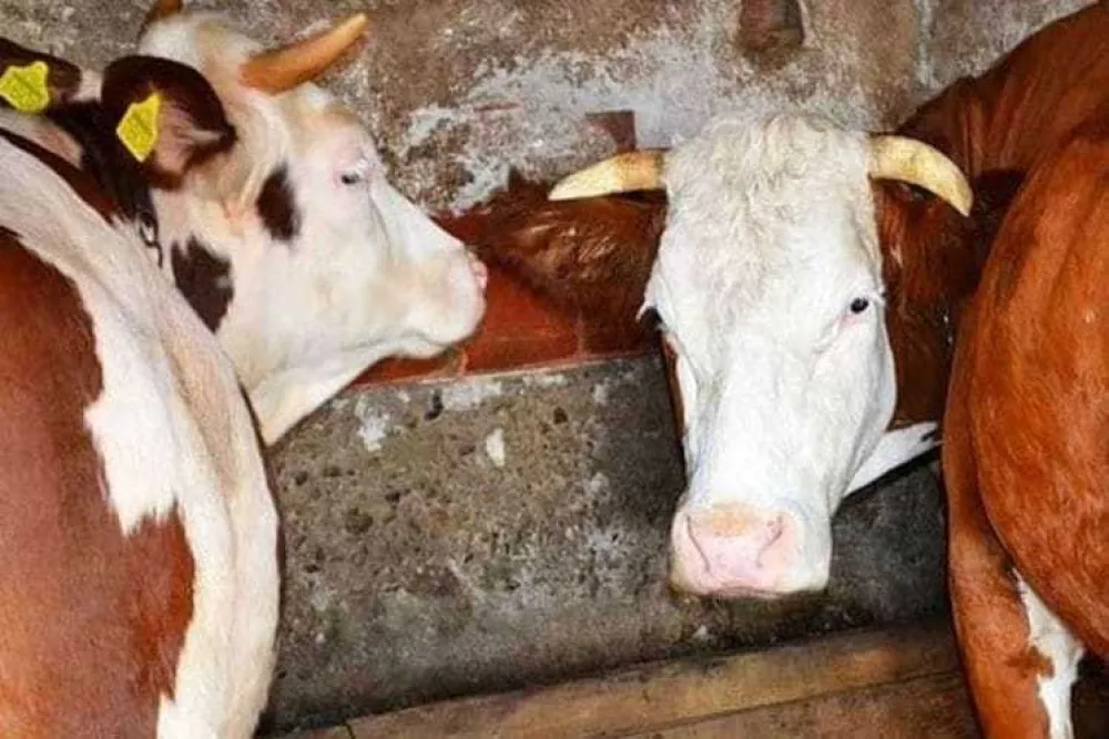 Inspektori kreću u kontrolu restorana, meso u mesarama na sjeveru bez parazita