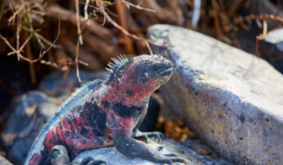 ružičasta iguana Ilustracija