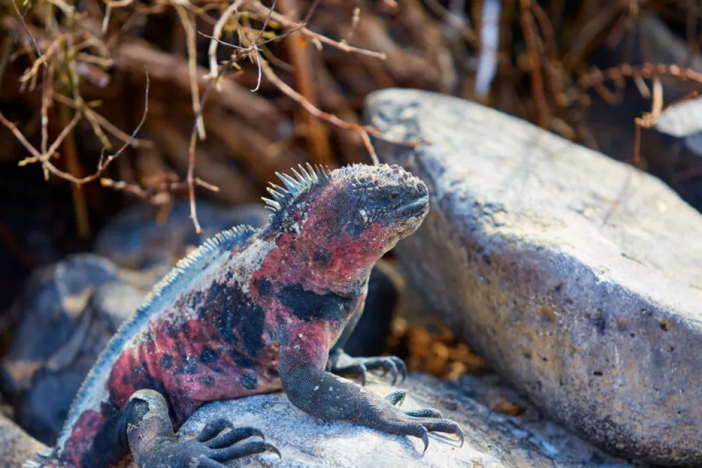 ružičasta iguana Ilustracija