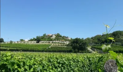 Vinograd majke Petre Ivanovića
