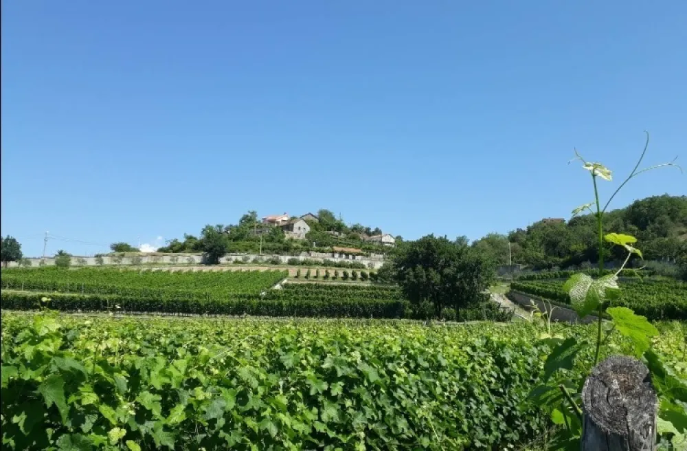 Vinograd majke Petre Ivanovića