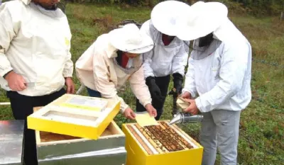 Pčelarstvo hobi i biznis budućnosti
