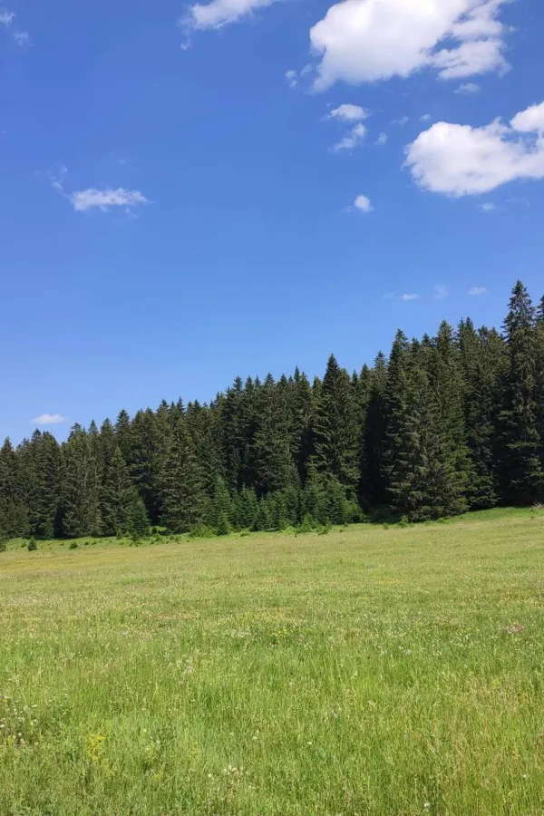 Шумски сортименти пуниће буџет