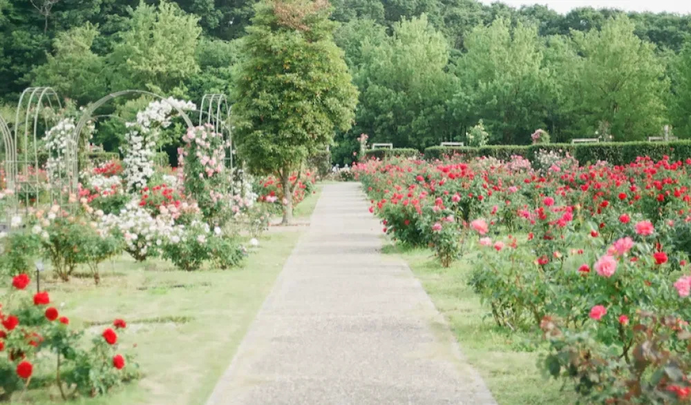 Naučite vrtlariti prema provjerenoj metodi: Pratite kretanje Mjeseca