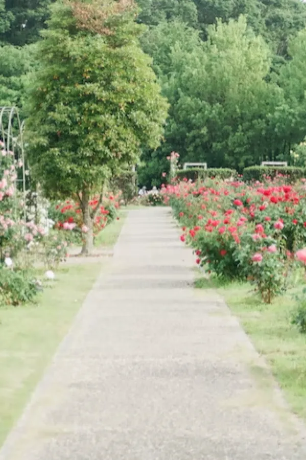 Naučite vrtlariti prema provjerenoj metodi: Pratite kretanje Mjeseca