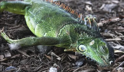 Pale iguane 
