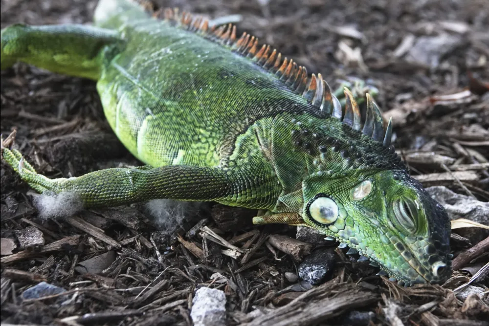 Pale iguane 