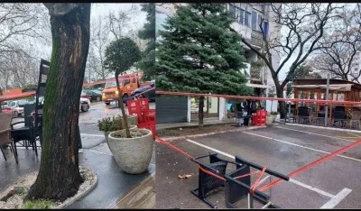 Sječa rizičnog stabla