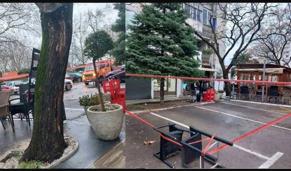Sječa rizičnog stabla