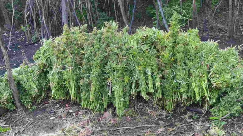 Podgoričani pred sudom zbog 323 stabljike konoplje