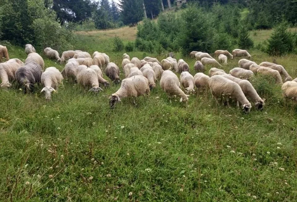 Овце у Вранешу