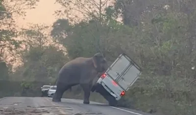 (VIDEO) Slon zaustavio saobraćaj pa prevrnuo vozilo