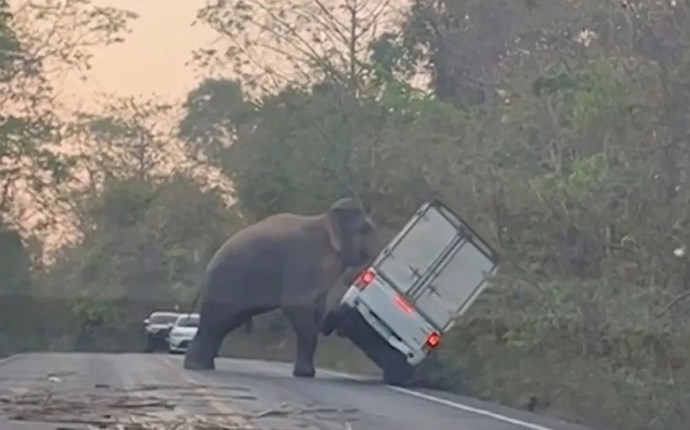 (VIDEO) Slon zaustavio saobraćaj pa prevrnuo vozilo