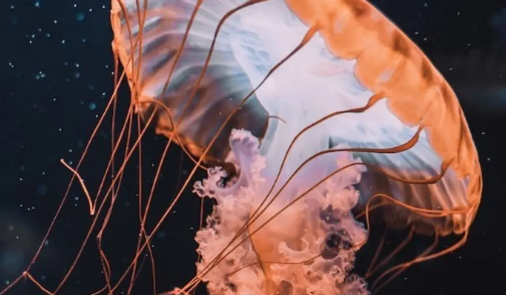 Unsplash ilustracija