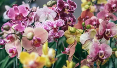 Gre&scaron;ka koju većina pravi kada zalijeva orhideje