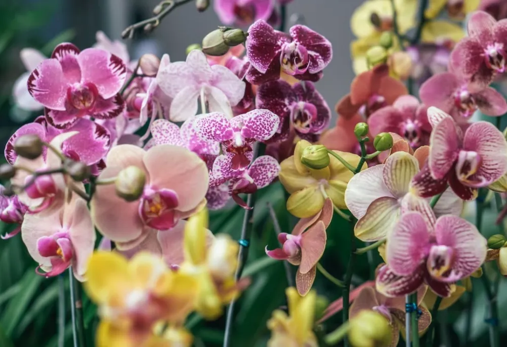 Gre&scaron;ka koju većina pravi kada zalijeva orhideje