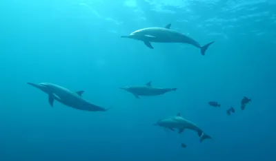 delfini, unsplash ilustracija