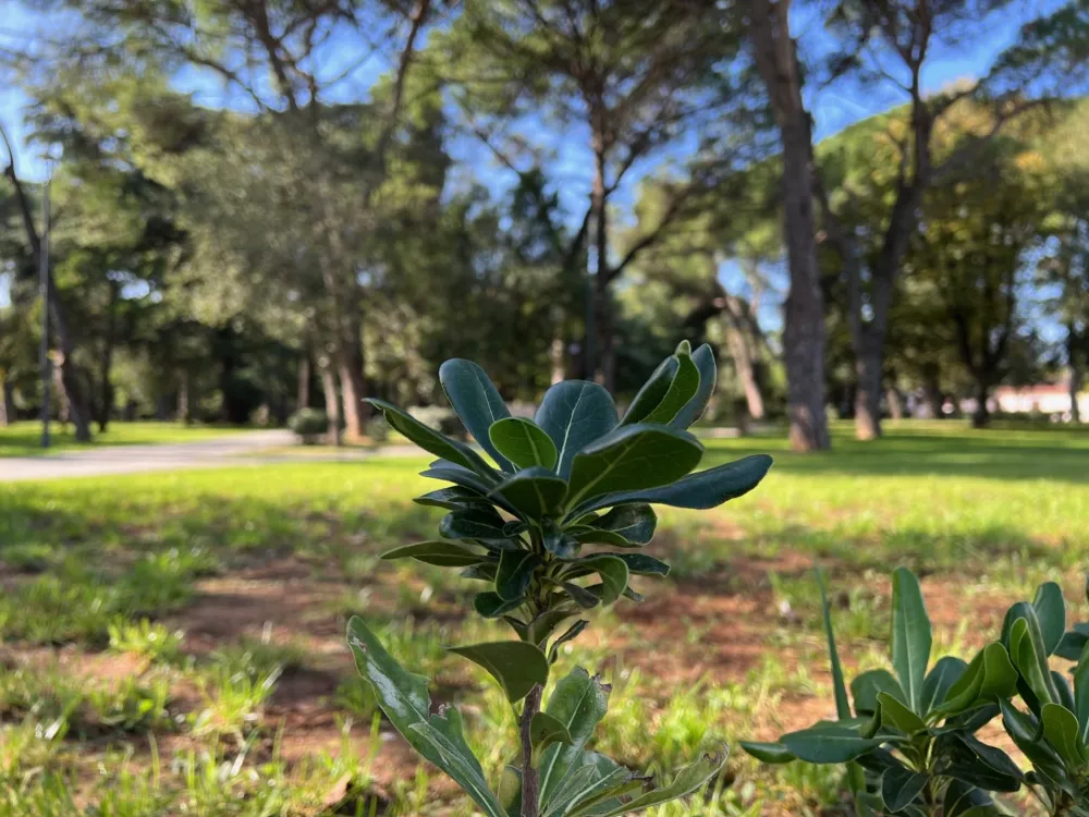 Njego&scaron;ev park lijepo vrijeme prognoza Podgorica