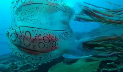 (VIDEO) Simljena jedna od najrjeđih i najotrovnijih meduza