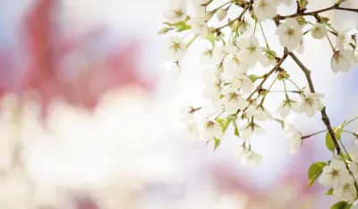 Proljeće, ilustracija