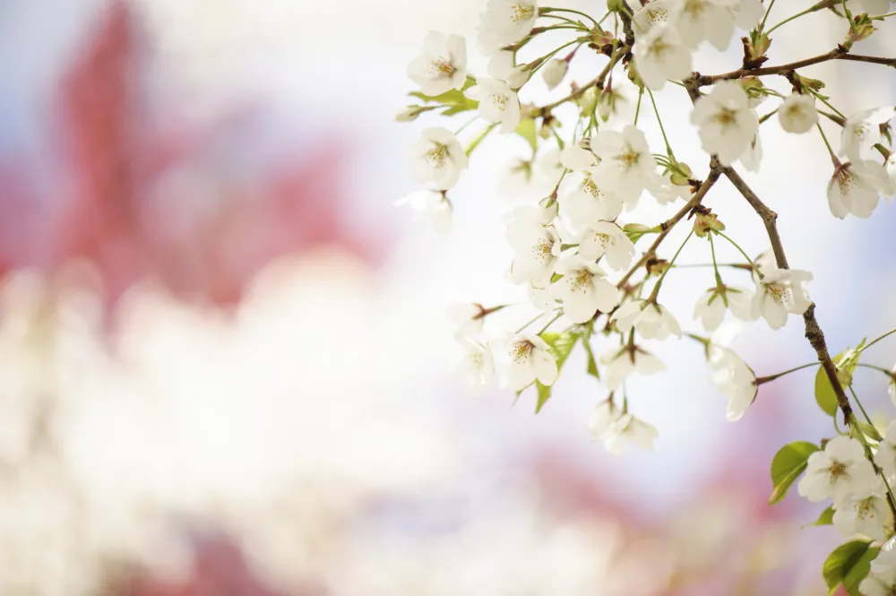 Proljeće, ilustracija