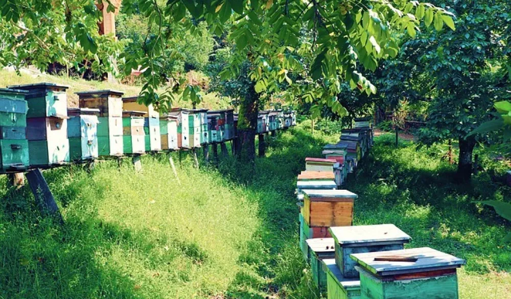 Ilustracija<br>pčele, pčelinja dru&scaron;tva, med