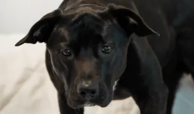 Unsplash ilustracija pas