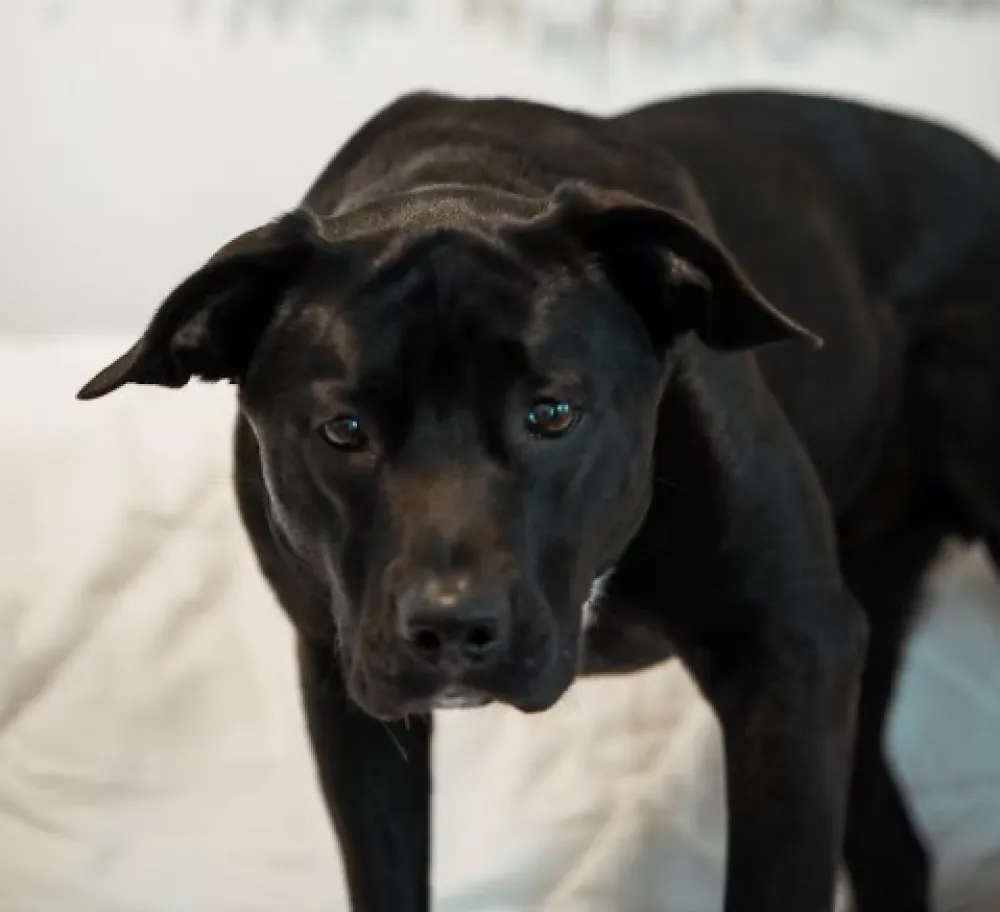 Unsplash ilustracija pas