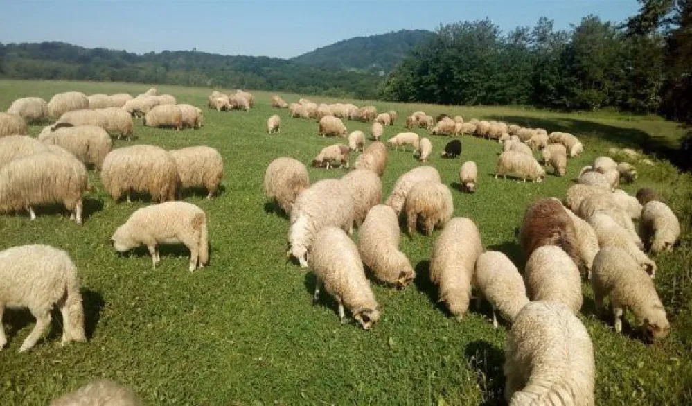 Вукови најчешће нападају стадо док је на испаши