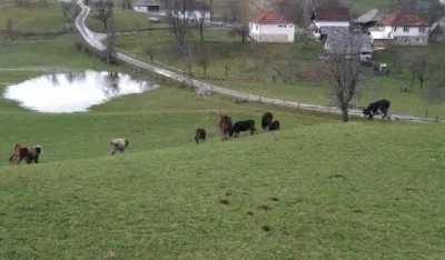 Напуштена стока на подручју МЗ Полица