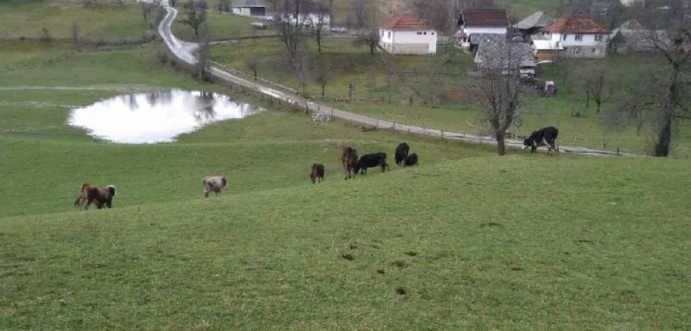 Напуштена стока на подручју МЗ Полица
