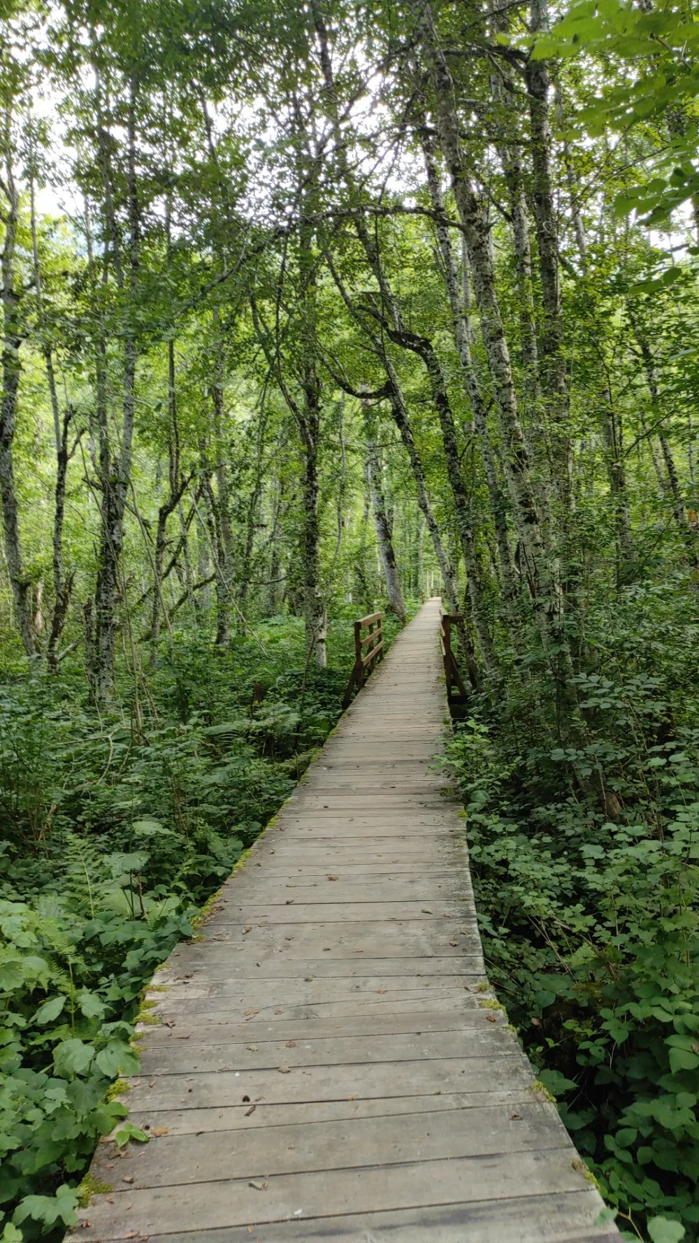 Počinje projekat Čini dobro, zasadi drvo