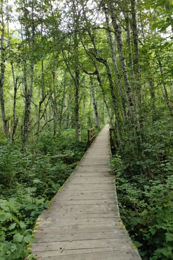 Počinje projekat Čini dobro, zasadi drvo