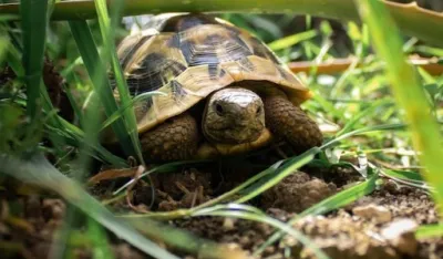Tri nevjerovatne činjenice o kornjačama: Jednu boju posebno vole