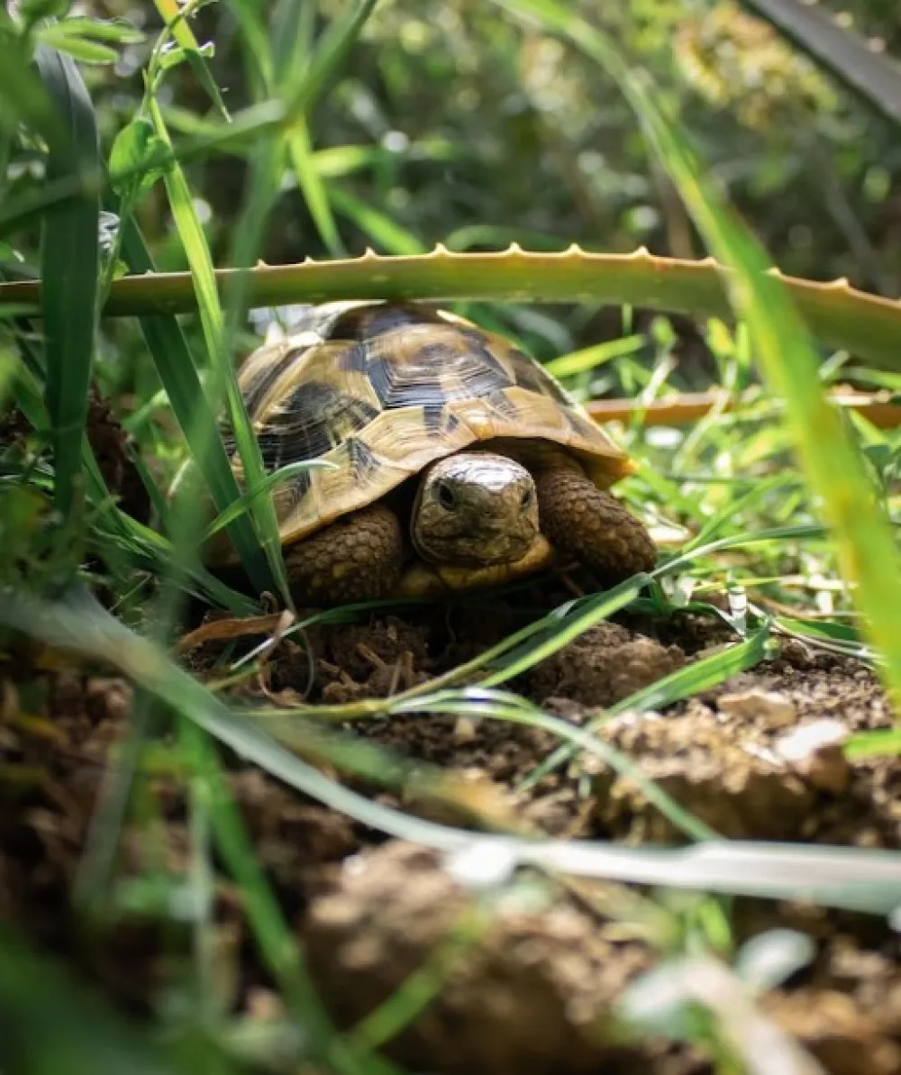 Tri nevjerovatne činjenice o kornjačama: Jednu boju posebno vole