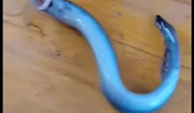 (VIDEO) Parazit iz Jadrana: Ribari uhvatili živog fosila kod Splita