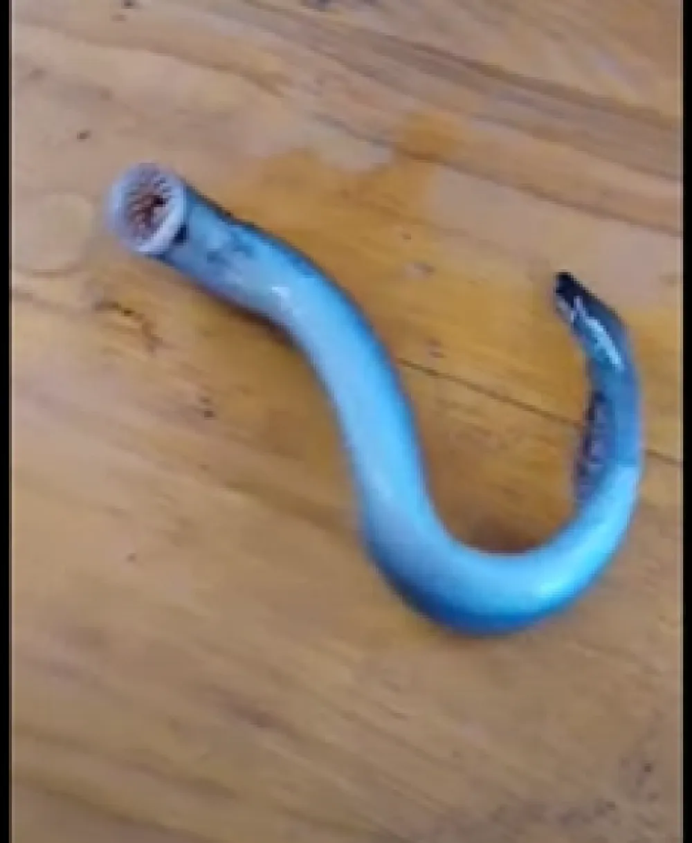 (VIDEO) Parazit iz Jadrana: Ribari uhvatili živog fosila kod Splita