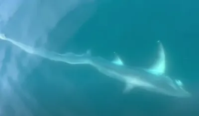 (VIDEO) Dječak u Jadranskom moru ulovio ajkulu od tri metra i 100 kilograma