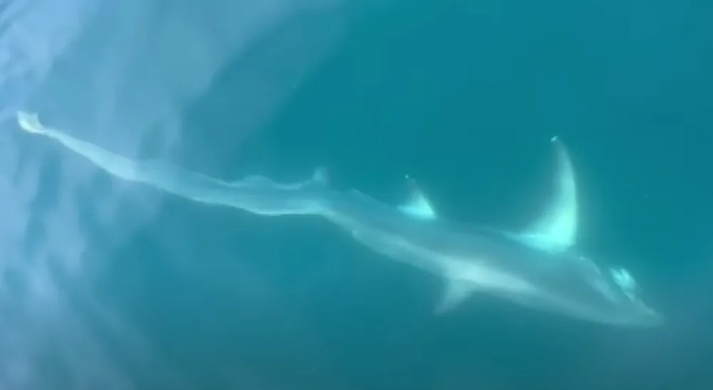 (VIDEO) Dječak u Jadranskom moru ulovio ajkulu od tri metra i 100 kilograma