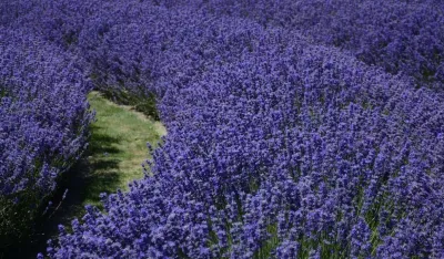 Gdje je najbolje posaditi lavandu da bi rasko&scaron;no cvjetala