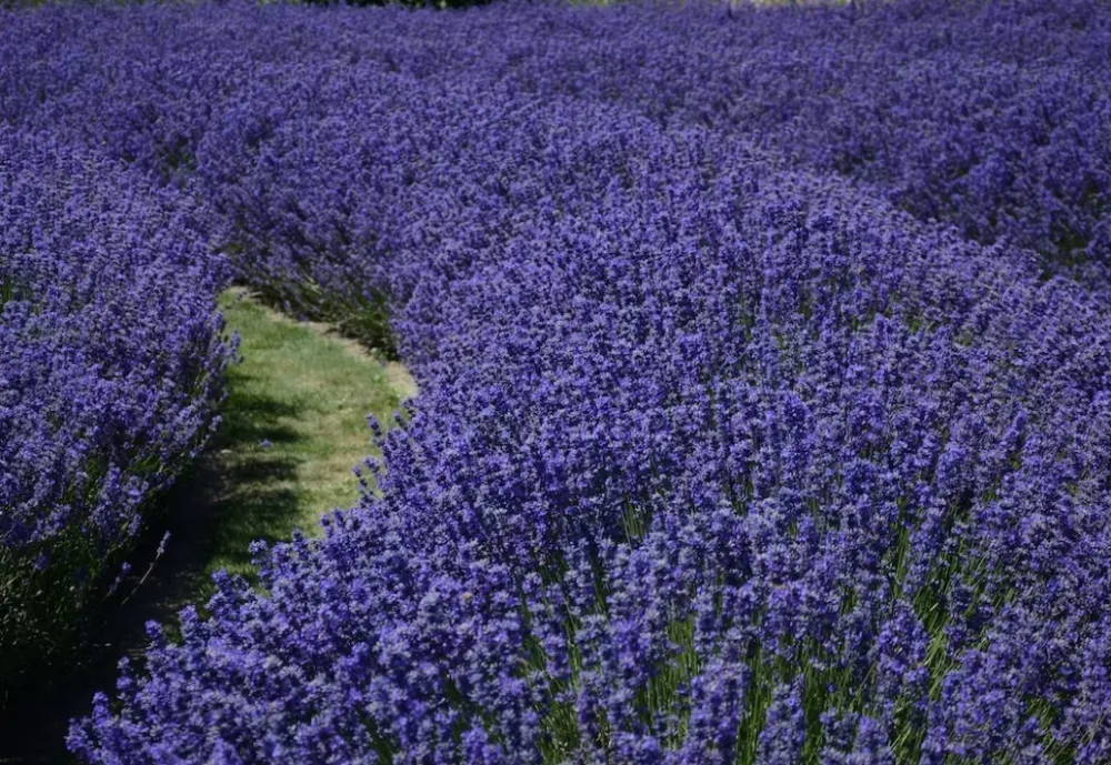 Gdje je najbolje posaditi lavandu da bi rasko&scaron;no cvjetala
