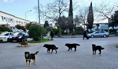 Iz "Čistoće" kriju broj tužbi zbog ujeda pasa