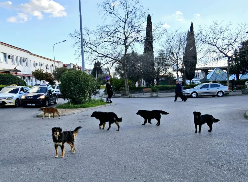 Iz "Čistoće" kriju broj tužbi zbog ujeda pasa