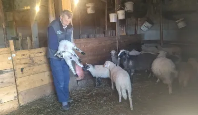 Psi lutalice haraju op&scaron;tinom Žabljak i desetkuju stada