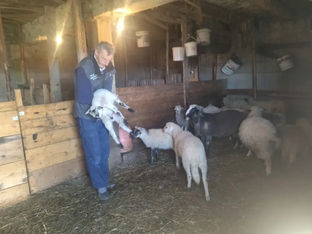 Psi lutalice haraju op&scaron;tinom Žabljak i desetkuju stada