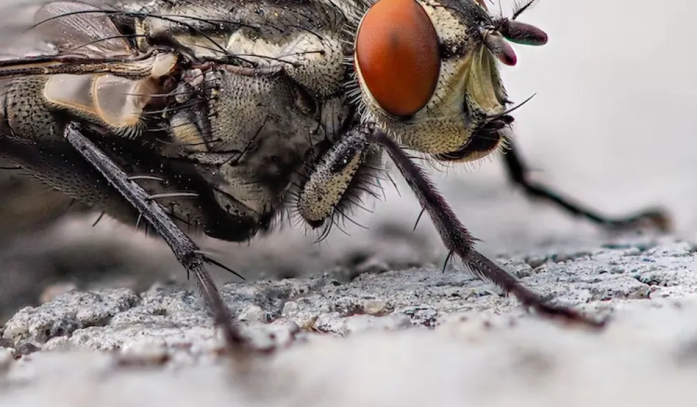 Uz ovaj trik otjeraćete muhe bez pesticida